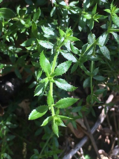 Trichogalium cliftonsmithii, photographed by Adam J. Searcy