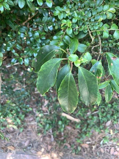 Kadsura matsudae, photographed by 呂一起(Lyu yi-chi)