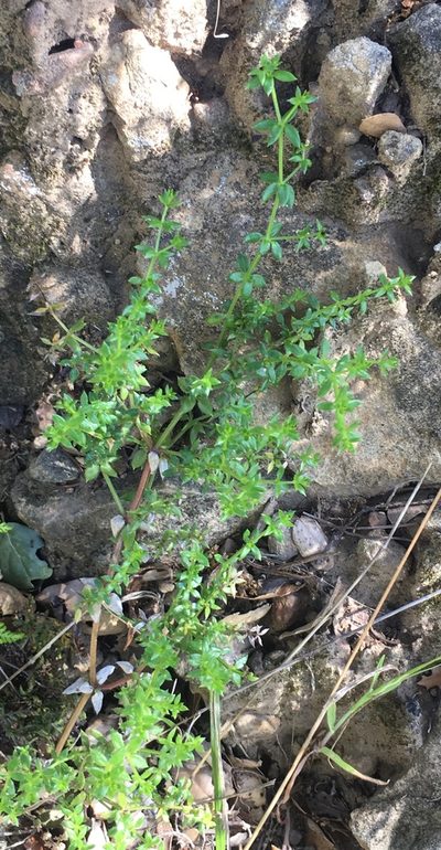 Trichogalium cliftonsmithii, photographed by Adam J. Searcy