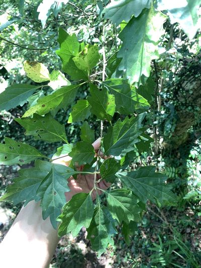 Premna microphylla, photographed by 呂一起(Lyu yi-chi)