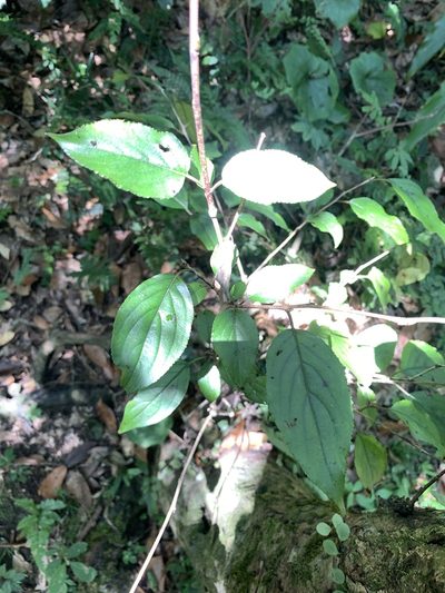 Rhamnus nakaharae, photographed by 呂一起(Lyu yi-chi)