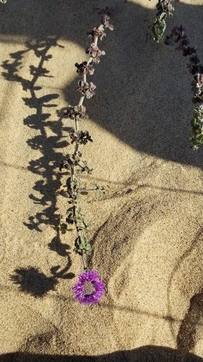 Monardella undulata, photographed by Nicole
