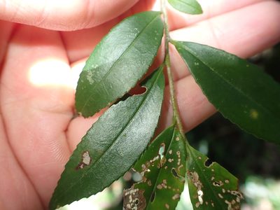 Eurya gnaphalocarpa, photographed by 呂一起(Lyu yi-chi)