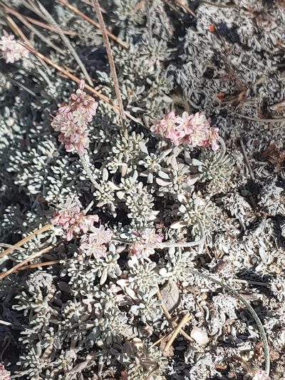 Eriogonum kennedyi, photographed by Tom and T Herman
