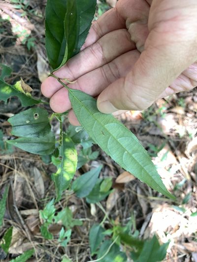 Itea parviflora, photographed by 呂一起(Lyu yi-chi)