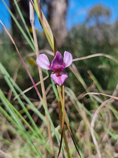 Diuris punctata, photographed by Richard Dimon