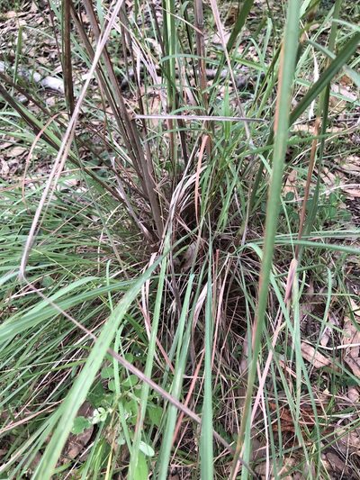 Cymbopogon ambiguus, photographed by elawrey