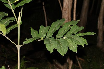 Flindersia schottiana, photographed by Greg Tasney