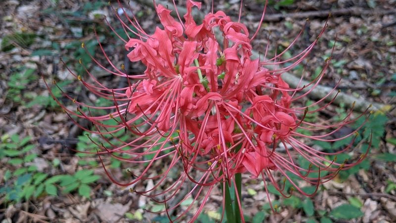 Lycoris radiata, photographed by Joseph Aubert