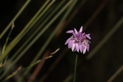 Sowerbaea juncea, photographed by Greg Tasney