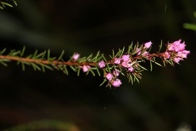 Boronia falcifolia, photographed by Greg Tasney