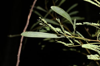 Acacia attenuata, photographed by Greg Tasney
