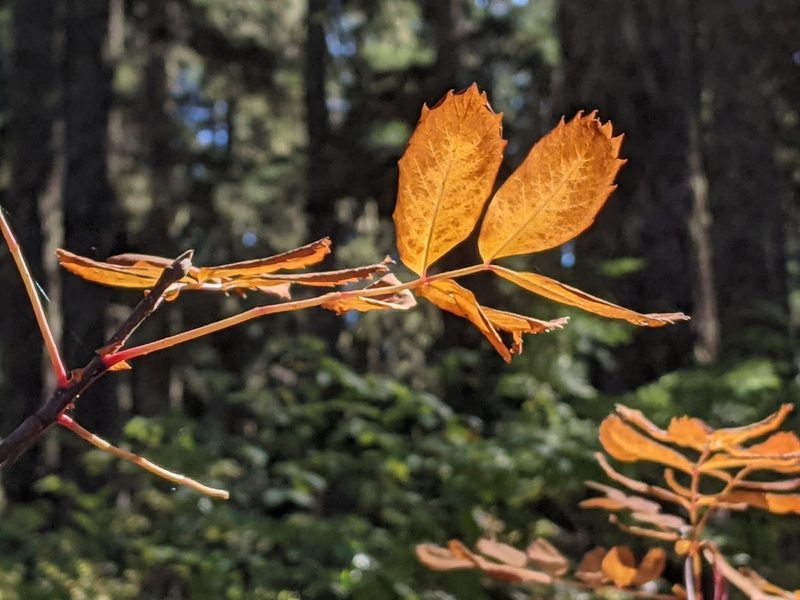 Sorbus sitchensis, photographed by David Anderson