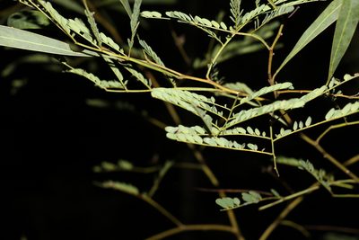 Acacia attenuata, photographed by Greg Tasney