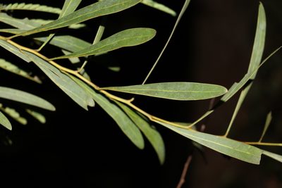 Acacia attenuata, photographed by Greg Tasney