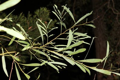 Acacia attenuata