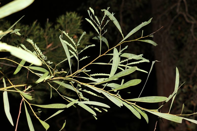 Acacia attenuata, photographed by Greg Tasney