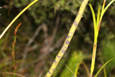 Acacia attenuata, photographed by Greg Tasney