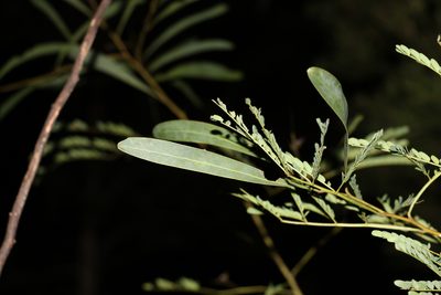 Acacia attenuata, photographed by Greg Tasney