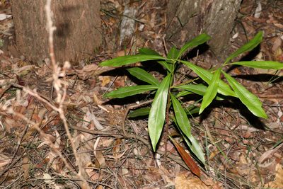 Planchonella chartacea, photographed by Greg Tasney