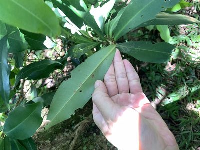 Ardisia sieboldii, photographed by 呂一起(Lyu yi-chi)