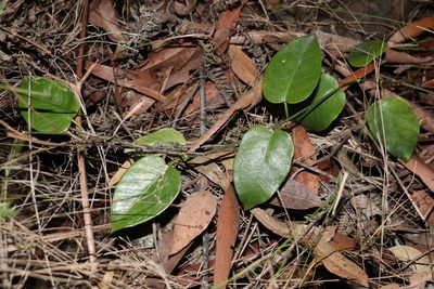 Vincetoxicum polyanthum, photographed by Greg Tasney