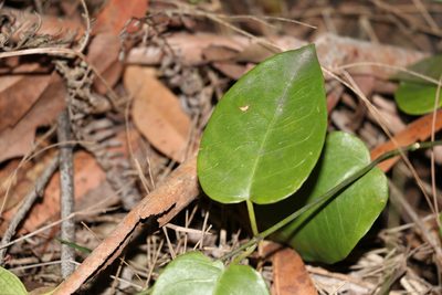 Vincetoxicum polyanthum, photographed by Greg Tasney