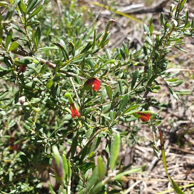 Grevillea montana, photographed by Shelomi Doyle