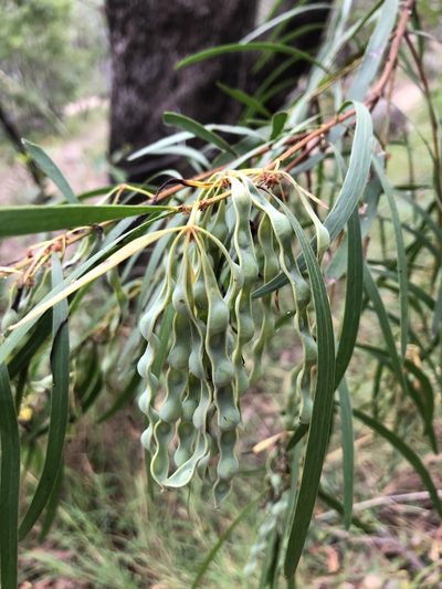 Acacia simsii, photographed by elawrey