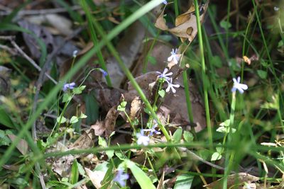 Lobelia quadrangularis, photographed by Greg Tasney