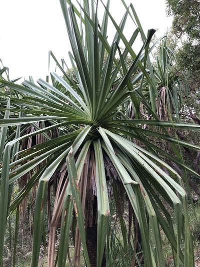 Pandanus cookii, photographed by elawrey