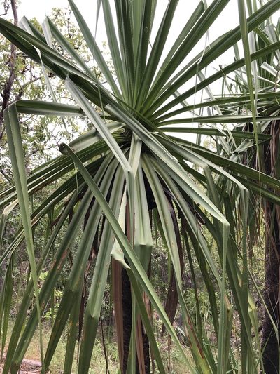 Pandanus cookii, photographed by elawrey