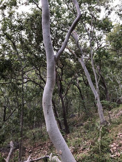 Eucalyptus platyphylla, photographed by elawrey