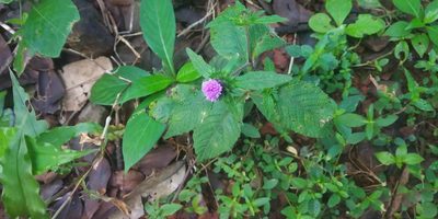 Phyllocephalum scabridum, photographed by S.MORE