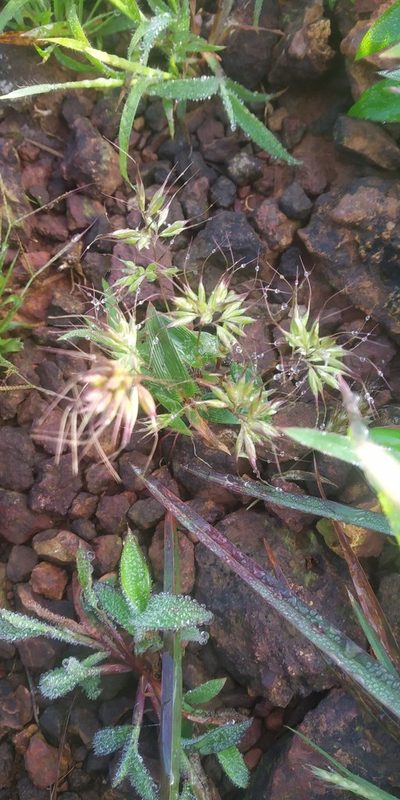 Jansenella neglecta, photographed by S.MORE