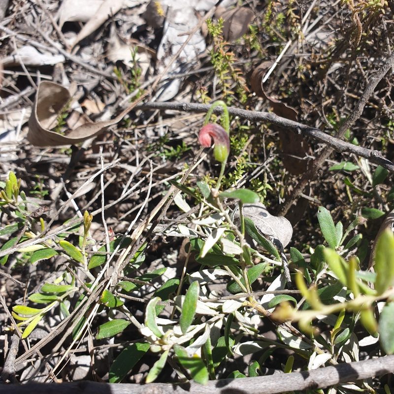 Grevillea montana, photographed by Shelomi Doyle