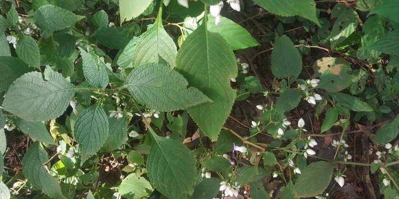 Strobilanthes heyneana, photographed by S.MORE