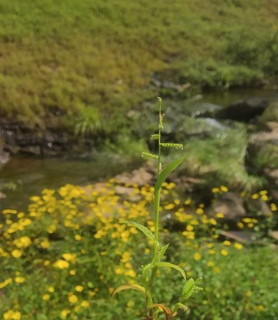 Paspalum canarae, photographed by S.MORE