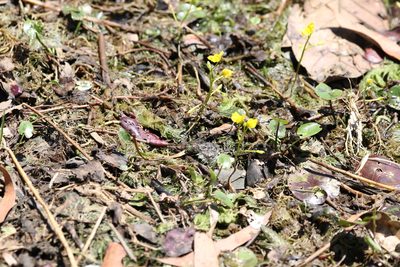 Utricularia aurea, photographed by Greg Tasney