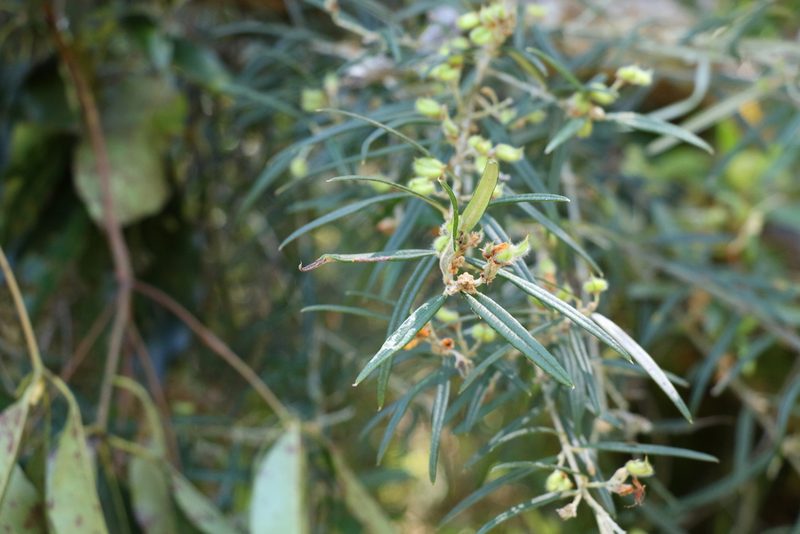 Oxylobium robustum, photographed by Greg Tasney