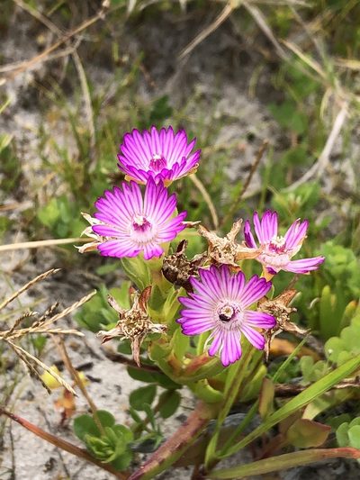 Ruschia geminiflora, photographed by Caroline Voget