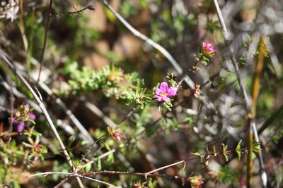 Bauera capitata, photographed by Greg Tasney