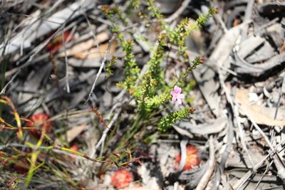 Bauera capitata, photographed by Greg Tasney