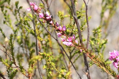Boronia falcifolia, photographed by Greg Tasney