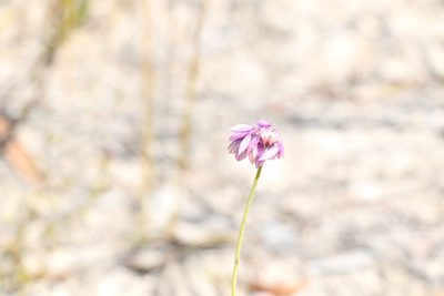 Sowerbaea juncea, photographed by Greg Tasney
