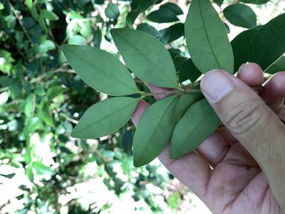 Ligustrum japonicum, photographed by 呂一起(Lyu yi-chi)