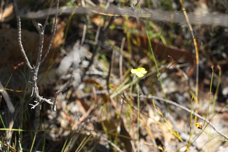 Xyris juncea, photographed by Greg Tasney