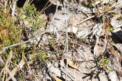 Xyris juncea, photographed by Greg Tasney