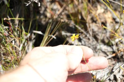 Xyris juncea, photographed by Greg Tasney