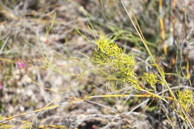 Caustis flexuosa, photographed by Greg Tasney